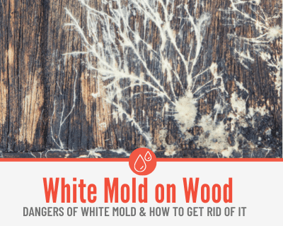 White Mold On Wood – How To Get Rid Of It & Remove It