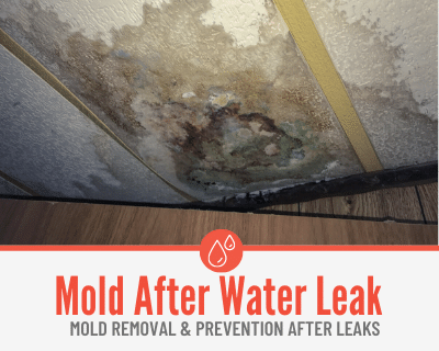 Mold After Water Leak - Dangers,Prevention & Removal