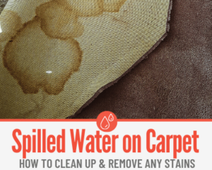 Spilled Water on Carpet - Now What? Cleanup & Smell Removal