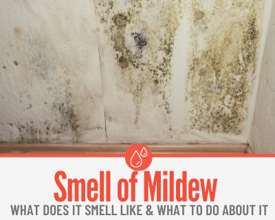 What Does Mildew Smell like - Identifying Mildew Smell & Dangers