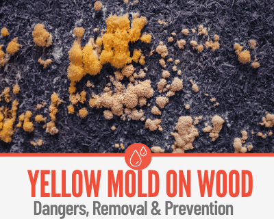 Yellow Mold on Wood & Wood Furniture -Dangers & Removal