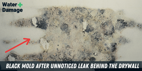 A picture of a black mold on Drywall After an unnoticed water leak