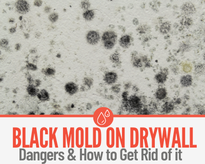 Black Mold on Drywall -Identifying & How to Get Rid of it
