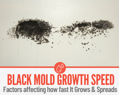 How Long Does It Take For Black Mold To Grow & Spread
