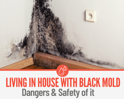 Can I Stay In My House With Black Mold? Here's How to Tell...